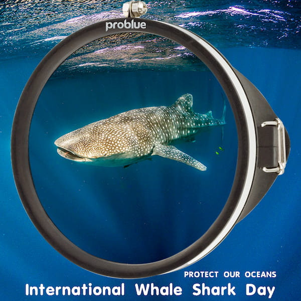 08/30國際鯨鯊日－International Whale Shark Day